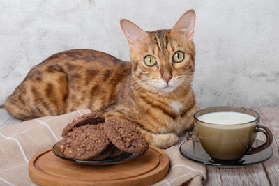 Bengal cat, a cup of milk and cookies in a bowl on a wooden table.