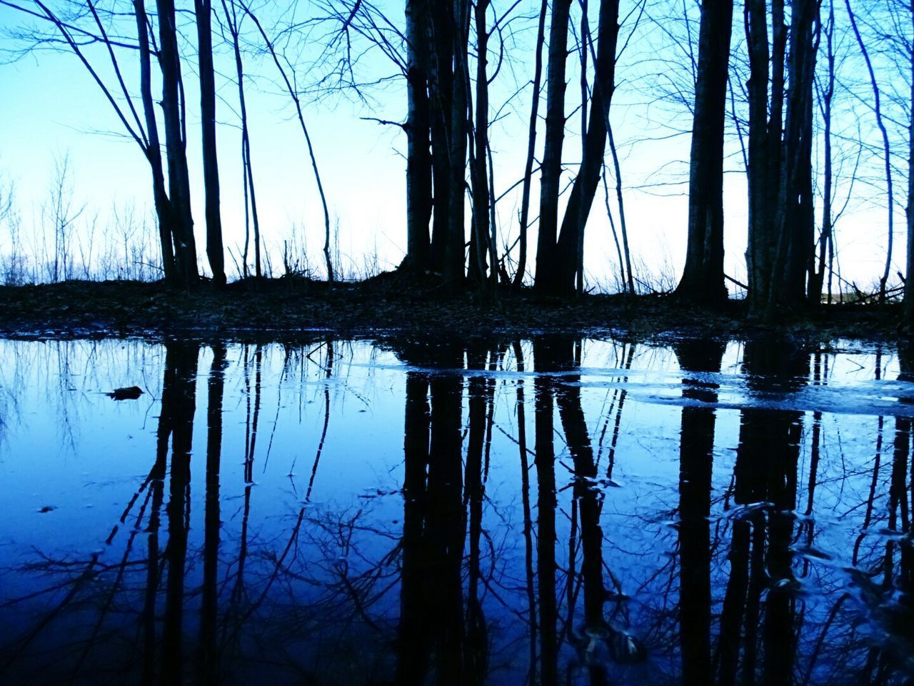 REFLECTION OF TREE IN LAKE