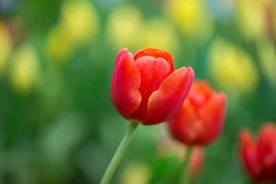 Close-up of red tulip flower on field