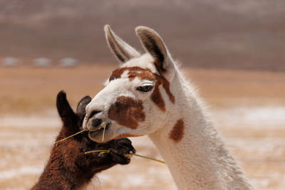 Close-up of a horse