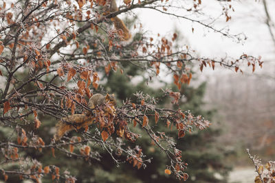 Close-up of dry plant during winter