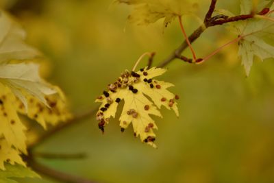 Close-up of yellow flowering plant leaves
