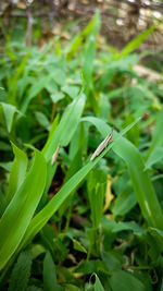Close-up of caterpillar on plant at field