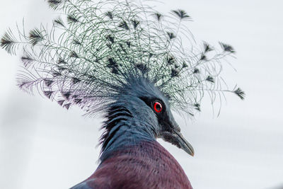 Close-up of unique bird