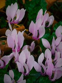 Close-up of pink flowers