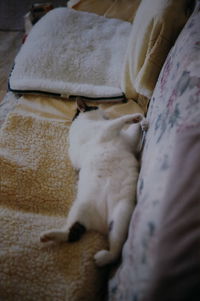 Close-up of sleeping cat