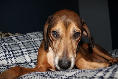Shy, rescued coonhound gives puppy dog eyes.