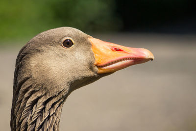 Close-up side view of a goose