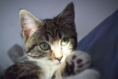 Close-up portrait of cat on bed