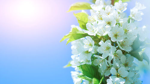 Blossoming branch of a cherry. spring awakening of nature. selective focus, space for text.