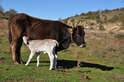 Cows standing in a field