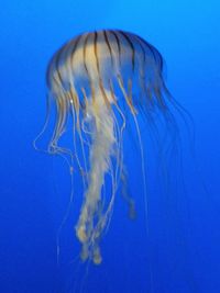 Close-up of jellyfish