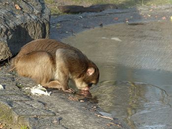 Side view of monkey drinking water from lake