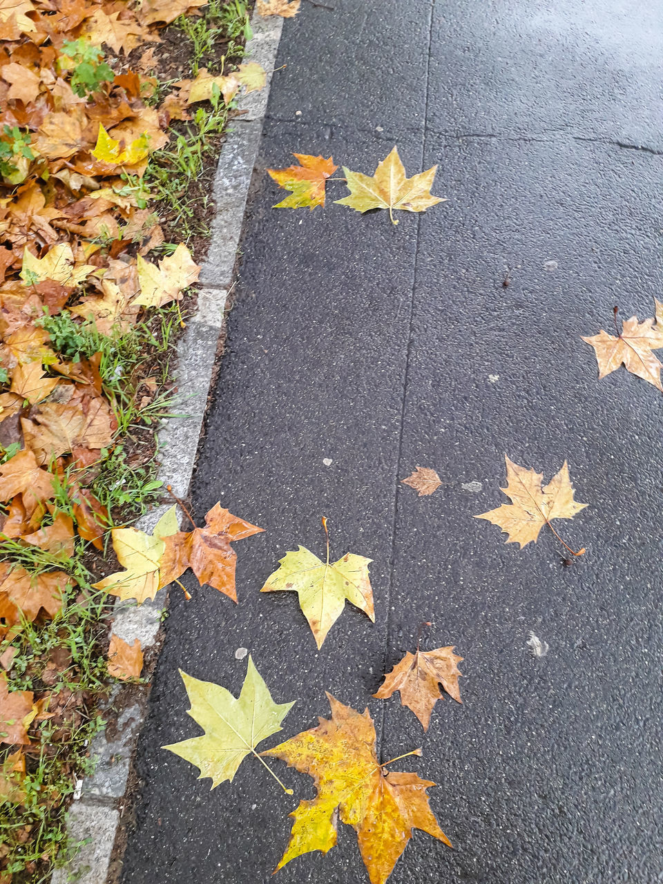 HIGH ANGLE VIEW OF MAPLE LEAVES ON STREET