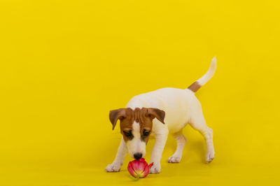 Dogs against yellow background