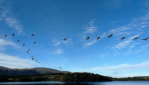 Low angle view of birds flying over lake against sky