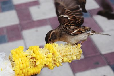 Close-up of a bird