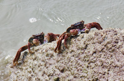 Close-up of crabs at beach