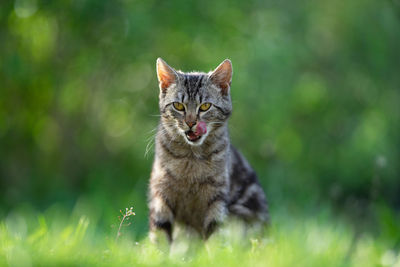 Portrait of a cat