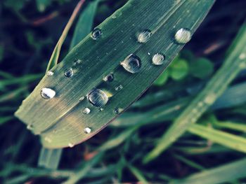 Close-up of water drops on leaf