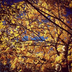 Low angle view of autumn trees