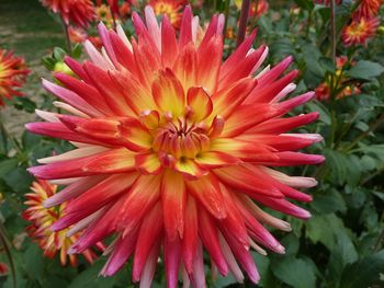 Close-up of red flower blooming outdoors