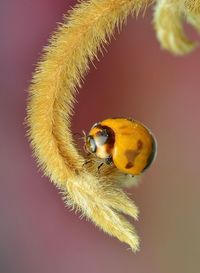 Close-up of ladybug over black background