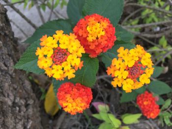Close-up of fresh yellow flowers blooming outdoors
