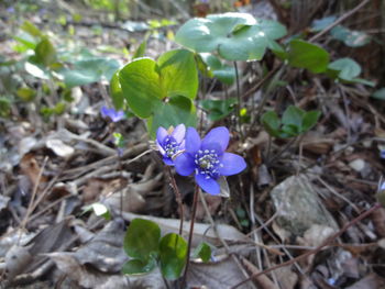 Close-up of purple flowering plant on field