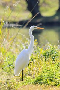 Gray heron against blurred background