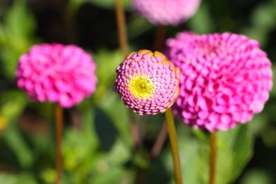 Close-up of pink flowering plant