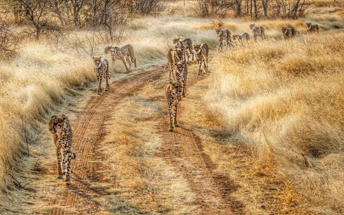 View of cheetahs on landscape