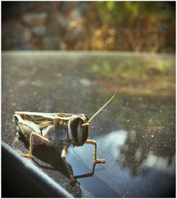 Close-up of insect on car roof