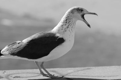 Side view of angry seagull squawking on retaining wall
