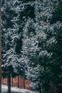 Pine trees in forest during winter