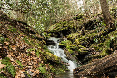 Scenic view of waterfall in forest