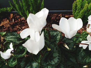 Close-up of white flowering plants