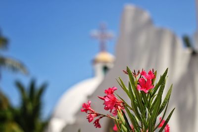 Close-up of flowers against clear sky