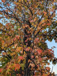 Low angle view of maple tree against sky