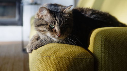 Close-up of a cat looking away