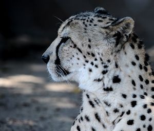 Close-up of a cat looking away