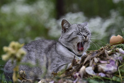 Close-up of a cat looking away