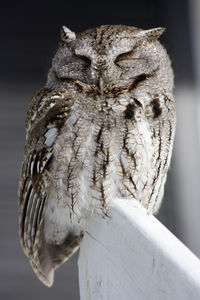 Close-up of owl