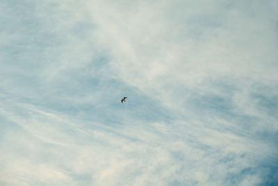 Low angle view of bird flying in sky