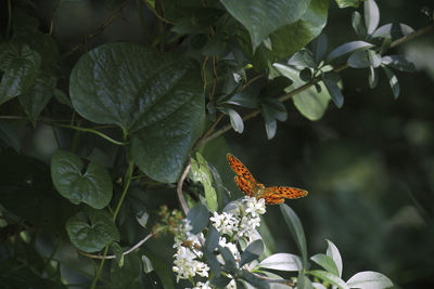 Butterfly collecting hawthorn flowers nectar