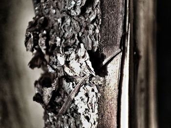 Close-up of insect on tree trunk