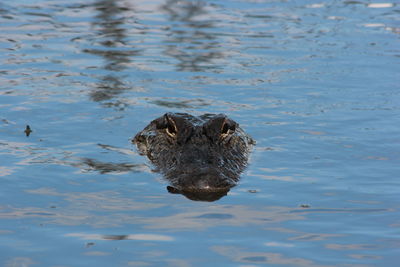 Turtle swimming in lake