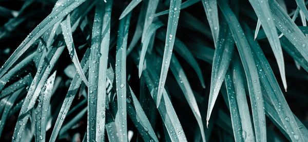 Beautyful leaves green foliage. natural floral monochrome background, selective focus.