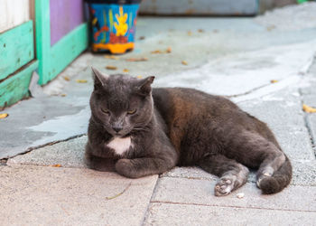 cat