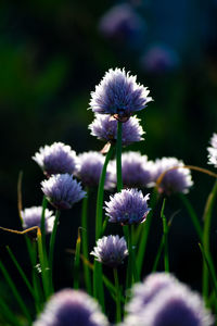 Close-up of purple flowering plant on field